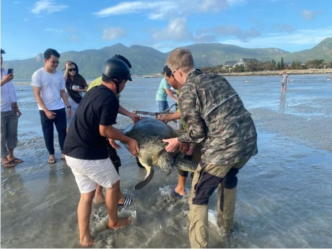 Cứu hộ rùa xanh quý hiếm bị mắc cạn tại Côn Đảo