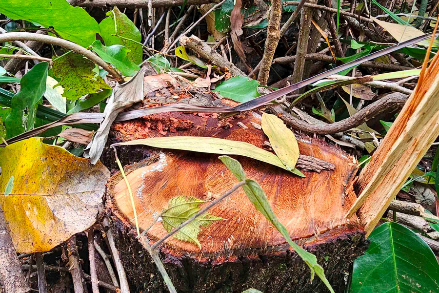 Thừa Thiên - Huế: Điều tra rừng phòng hộ bị chặt phá