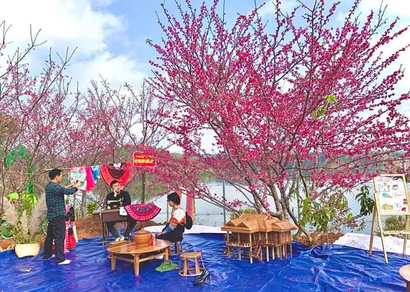 Điện Biên: Rực rỡ hoa anh đào trên “đảo đào hoa”