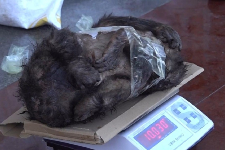 Nghệ An: Bắt vụ mua bán động vật hoang dã quý hiếm số lượng lớn