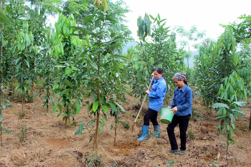 Thái Nguyên: Nâng cao thu nhập người dân nhờ trồng quế