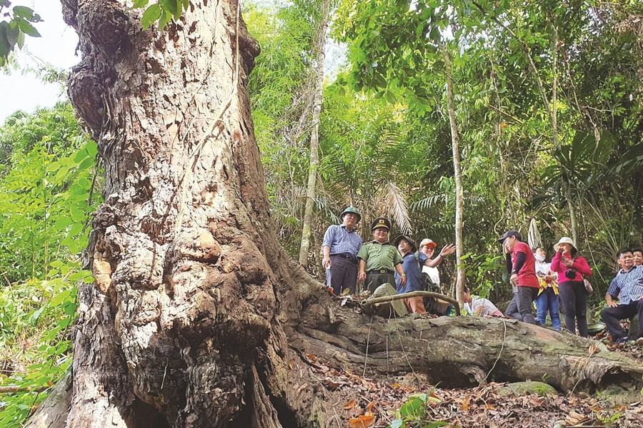 Bảo vệ đa dạng sinh học tại Quảng Nam: Phát triển theo hướng kinh tế xanh