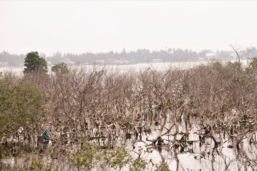 Quảng Nam: Rừng ngập mặn trăm tuổi chờ được “hồi sinh”