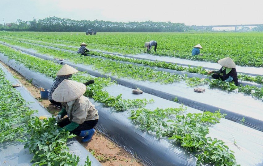 Thái Bình: Phát triển những cánh đồng mẫu lớn