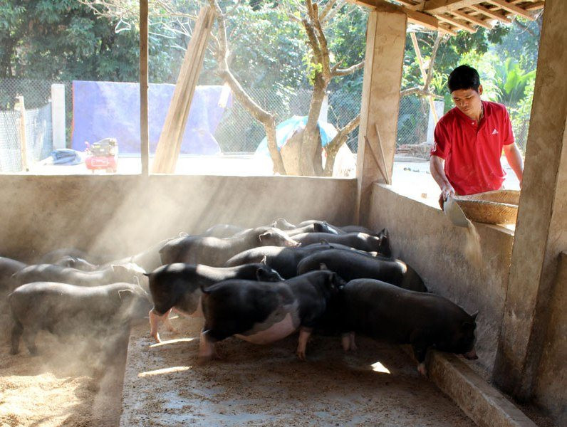 Nông dân Điện Biên bảo vệ môi trường trong chăn nuôi