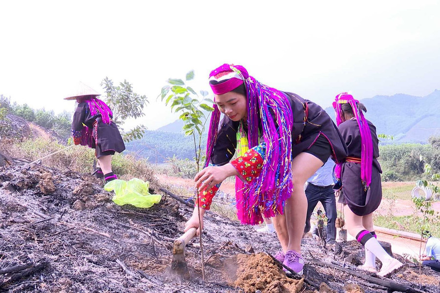 Ba Chẽ (Quảng Ninh): Tạo sinh kế bền vững dưới tán rừng gỗ lớn