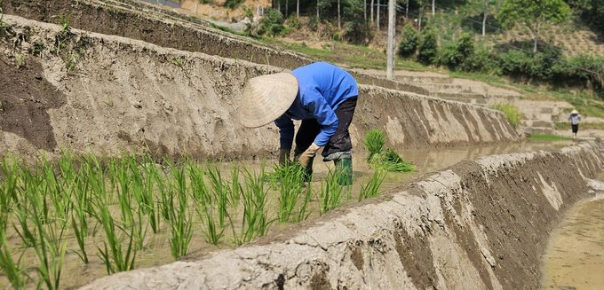 Lai Châu triển khai các biện pháp phòng chống hạn hán, thiếu nước