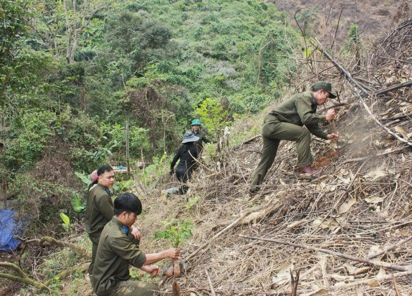 Quảng Nam có tổng diện tích rừng đứng thứ 2 cả nước