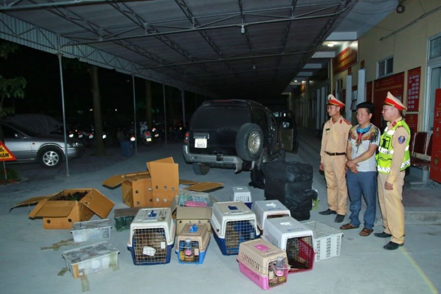Nghệ An: Bắt vụ vận chuyển 420 cá thể động vật hoang dã