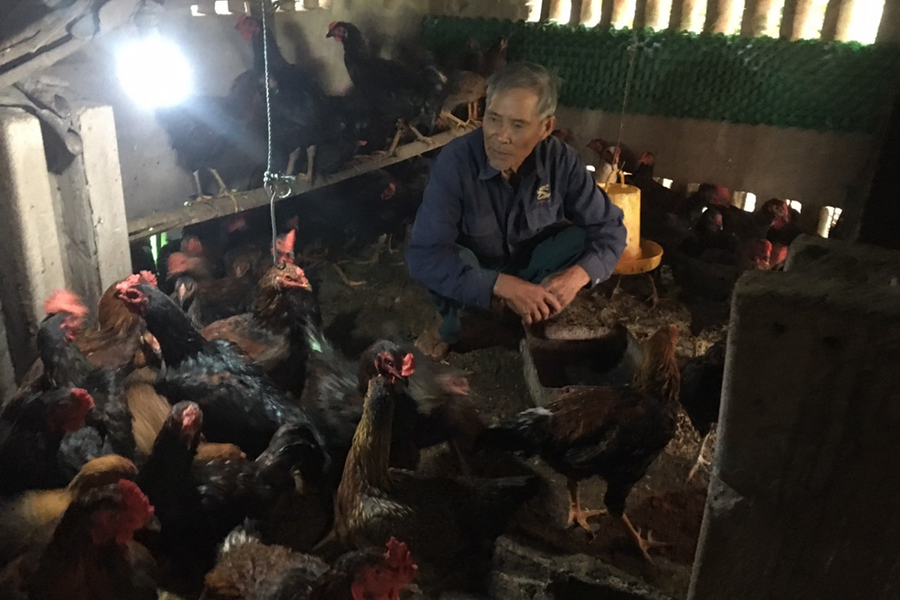 Huyện Kim Sơn (Ninh Bình): Hỗ trợ nông dân chăn nuôi hiệu quả