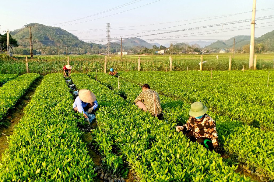 Phú Lương (Thái Nguyên): Trồng rừng tạo sinh kế cho nông dân nghèo