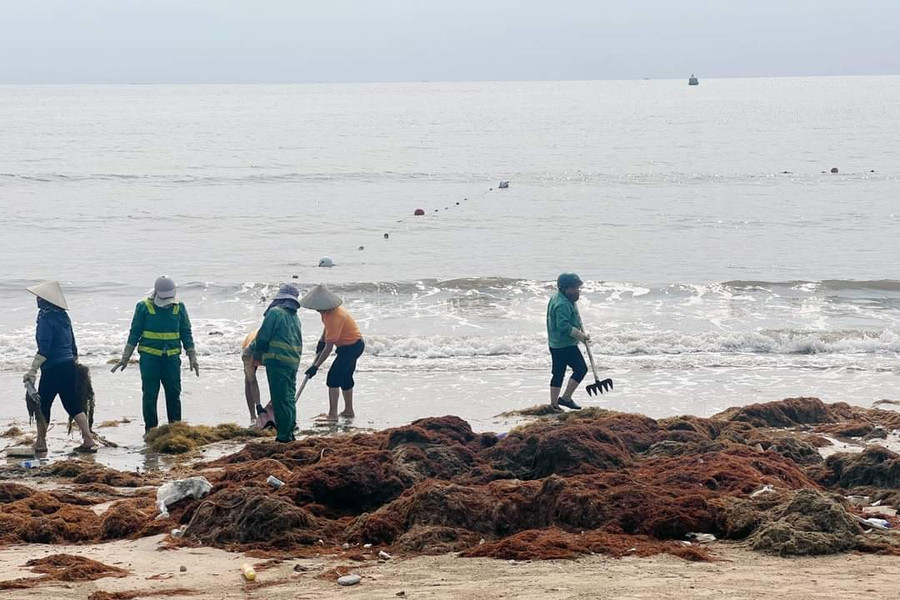 Thu gom lượng lớn rong biển trôi dạt vào các bãi tắm tại Đồ Sơn, Hải Phòng