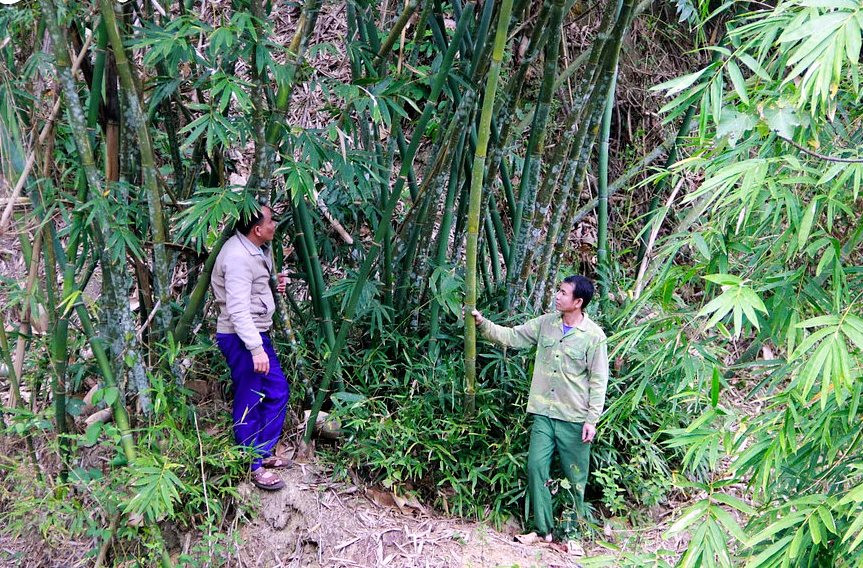 Nghệ An: Người dân hưởng lợi từ chính sách chi trả dịch vụ môi trường rừng