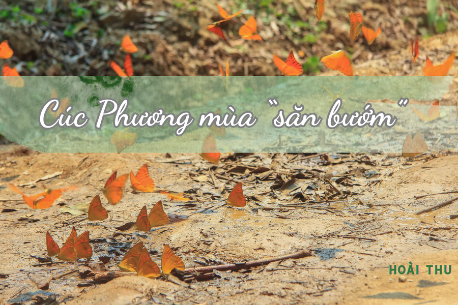 Cúc Phương mùa “săn bướm”