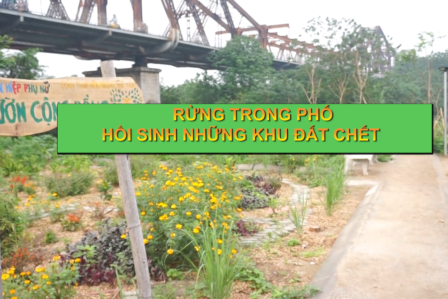 “Rừng trong phố”- Hồi sinh cho những khu đất chết