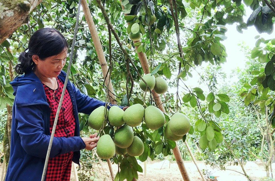 Thừa Thiên – Huế: Hiệu quả vay vốn giúp dân giảm nghèo