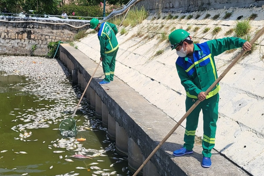 Sở TN&MT Bình Định thông tin về nguyên nhân cá chết hàng loạt tại hồ Bàu Sen (TP. Quy Nhơn)