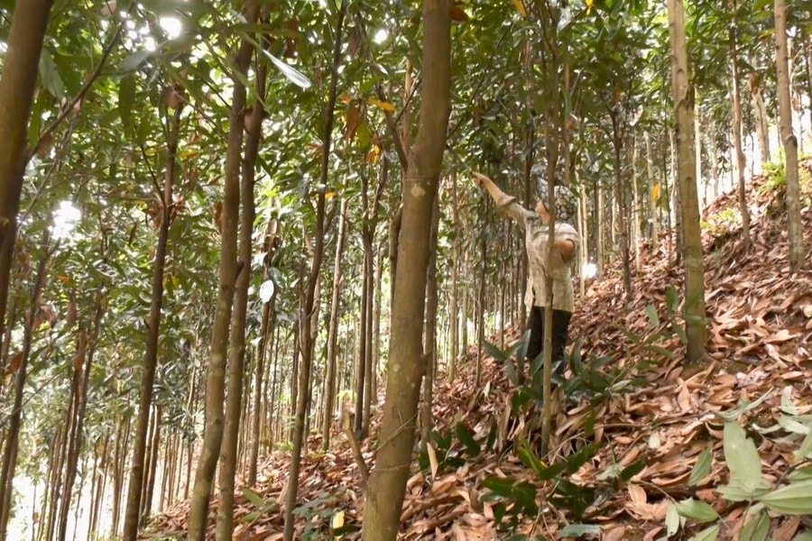 Yên Bình (Yên Bái): Phát triển rộng vùng trồng quế hữu cơ