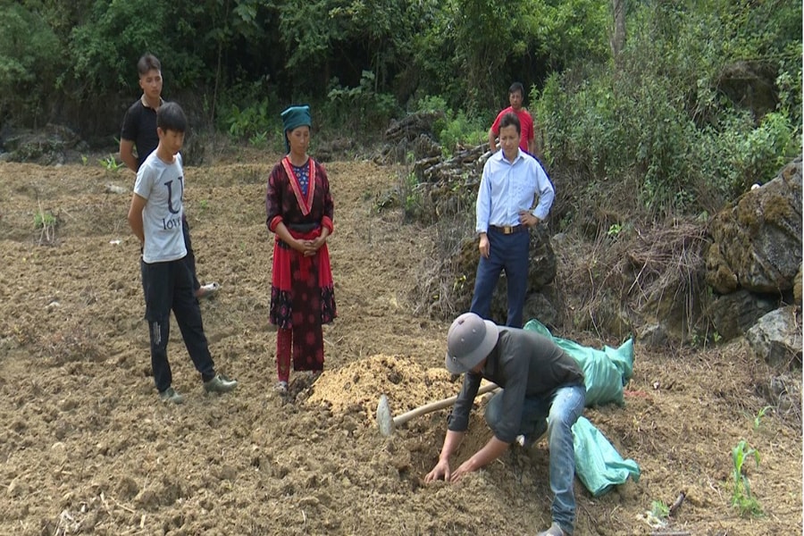 Tủa Chùa (Điện Biên): Vươn lên phát triển kinh tế từ cây khoai sọ