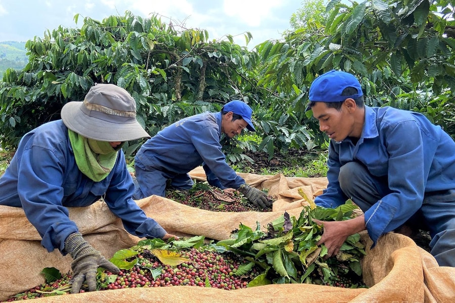 Đắk Nông: Nỗ lực cấp đất ở, đất sản xuất cho người dân tộc thiểu số