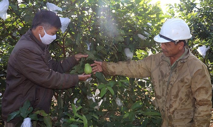 Tuyên Quang: Đẩy mạnh phát triển cây trồng thích ứng với BĐKH