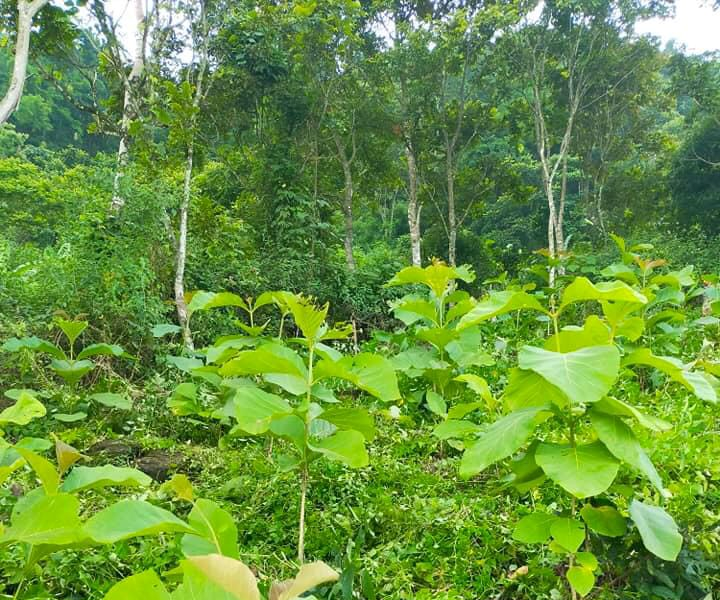 Hòa Bình: Xã Nánh Nghê giảm nghèo nhờ trồng rừng