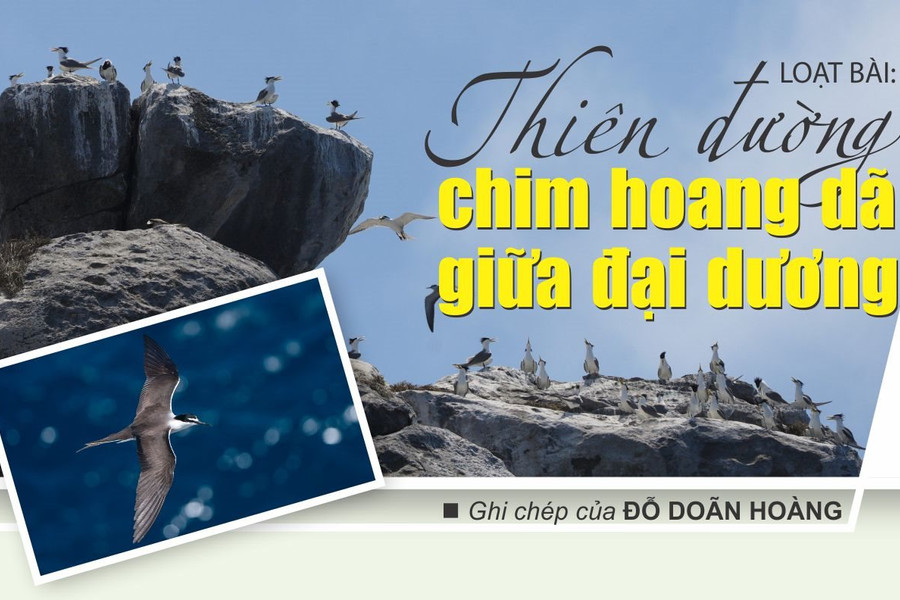 Thiên đường chim hoang dã giữa đại dương