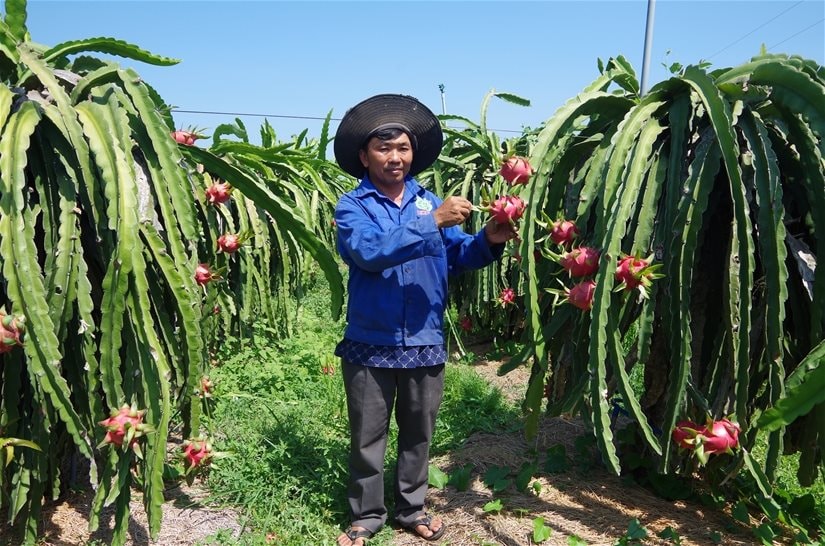 Bình Thuận: Sử dụng đất đai hiệu quả, người dân…“hái trái ngọt”