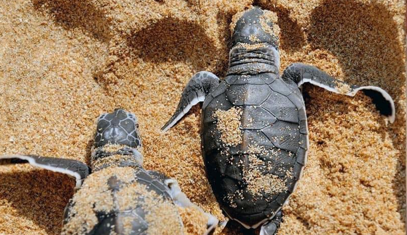 Vườn Quốc gia Côn Đảo thả 87 rùa con quốc tịch Việt Nam, gien Malaysia về biển