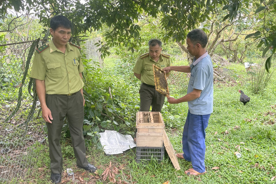 Chí Linh (Hải Dương): Cuộc sống người dân ấm no nhờ trồng rừng