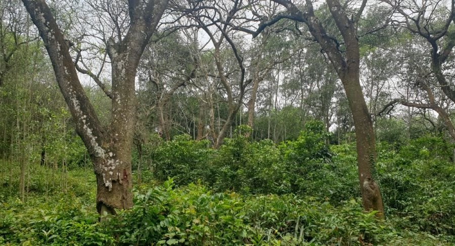 Yên Thành (Nghệ An): Cần sớm làm rõ nguyên nhân hàng loạt cây lim quý chết khô trong rừng đặc dụng