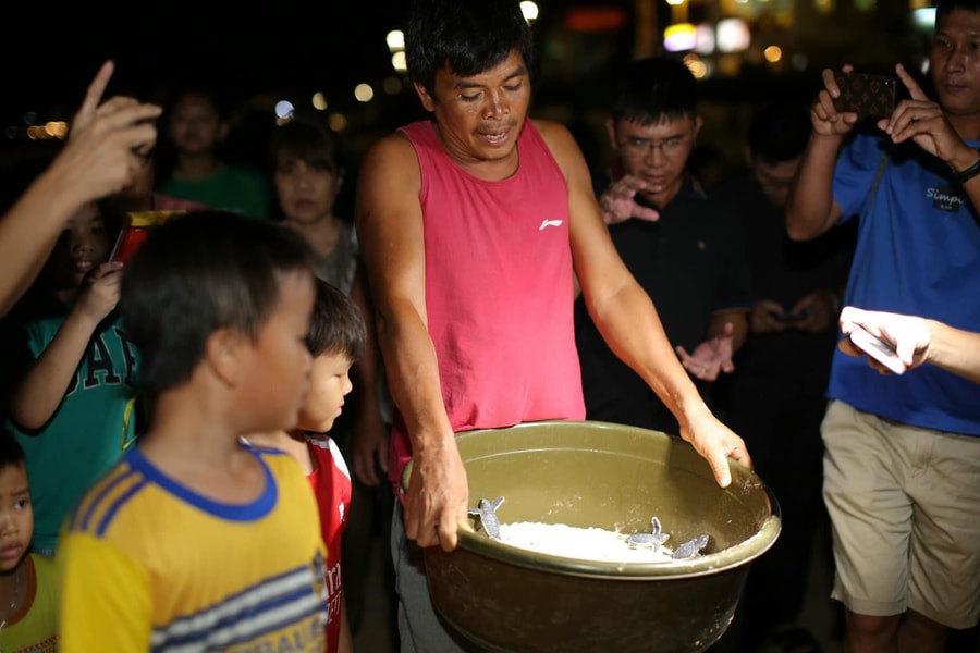 Làng chài Nhơn Hải đón những chú rùa con đầu tiên