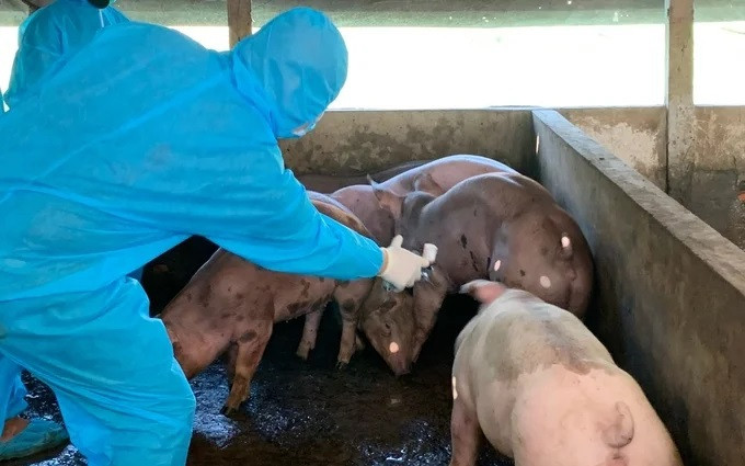 Thủ tướng yêu cầu thực hiện nghiêm các biện pháp phòng, chống bệnh Dịch tả lợn Châu Phi