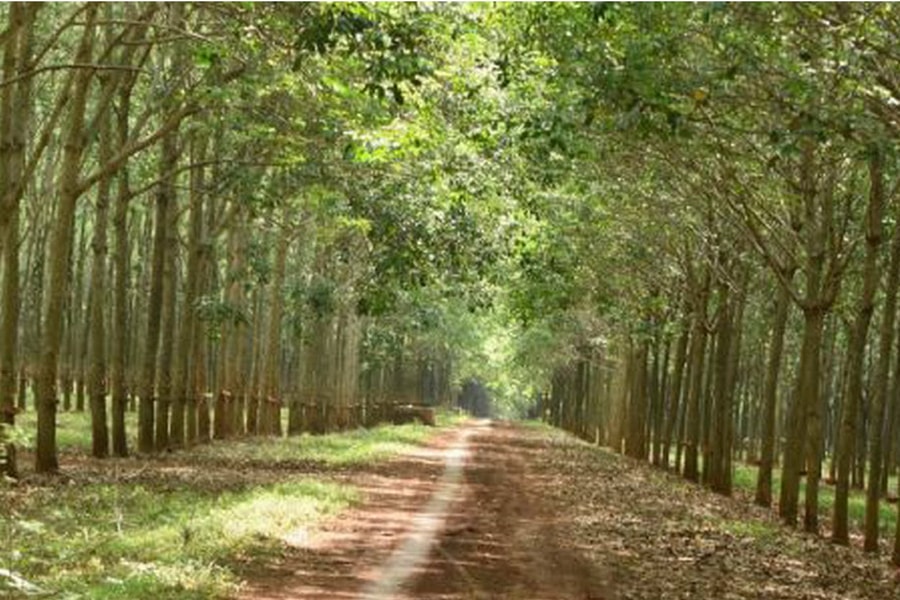 Đồng Nai: Giao hơn 71,5ha đất để quản lý, đấu giá theo quy định