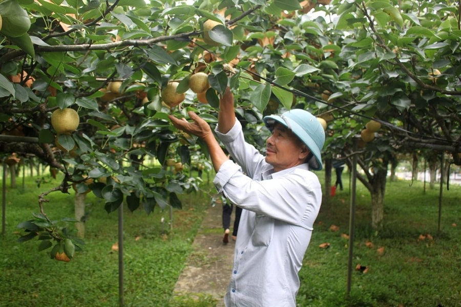 Trái ngọt trên cao nguyên trắng Bắc Hà