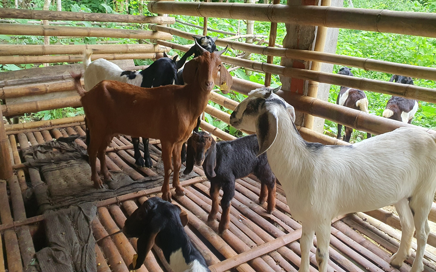 Cao Sơn (Đà Bắc, Hòa Bình): Giảm nghèo nhờ mô hình nuôi dê