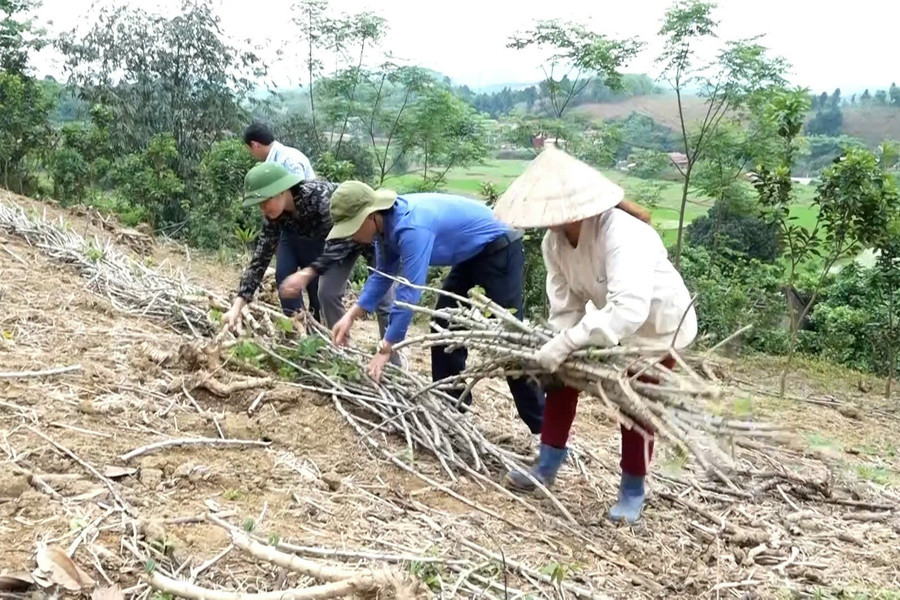 Yên Bái: Phát triển cây sắn trên đất dốc, thích ứng BĐKH