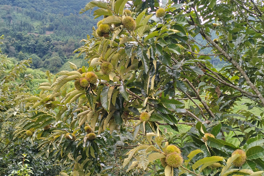 Vùng quê khởi sắc nhờ mô hình trồng hạt dẻ