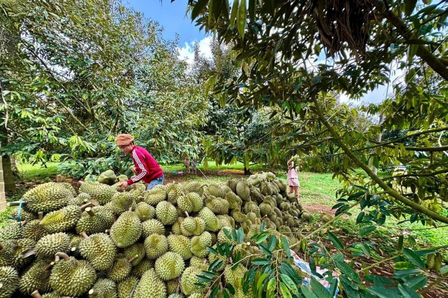 Krông Pắc (Đắk Lắk): Thích ứng biến đổi khí hậu, “vươn mình” thành thủ phủ sầu riêng