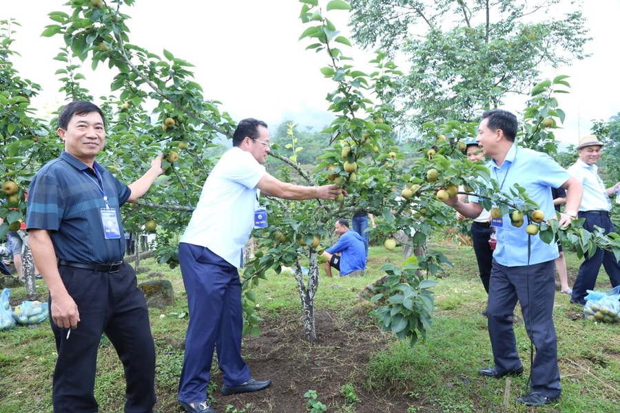 Bát Xát (Lào Cai): Chuyển đổi cơ cấu cây trồng hướng tới giảm nghèo bền vững