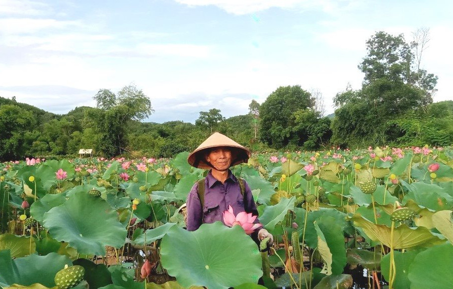 Đất trũng nở hoa sen