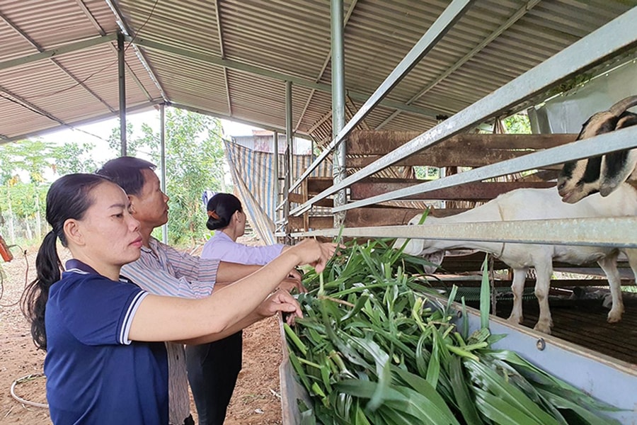 Huyện Châu Đức: Giảm nghèo bền vững nhờ mô hình nuôi dê