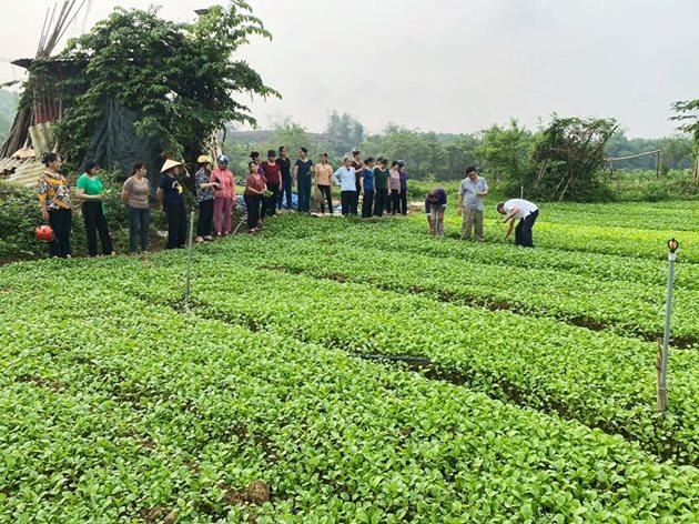 Gia tăng giá trị sản xuất nông nghiệp nhờ khuyến nông cộng đồng