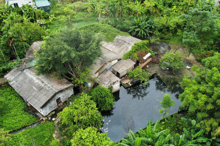 TP. Thanh Hóa: Dân “tố” trang trại chăn nuôi gây ô nhiễm nhiều năm