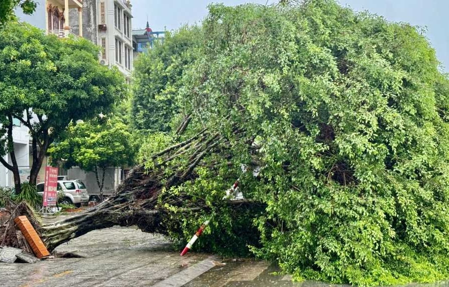 Bão số 3 áp sát, Quảng Ninh mưa lớn, gió giật mạnh, cây cối gãy đổ