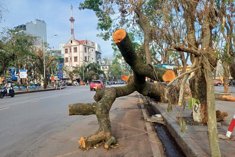 Người dân Hải Phòng mong sớm xử lý hết các cây xanh bị gãy đổ chìa ra đường sau bão số 3