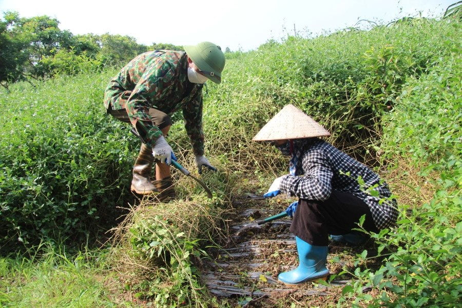 Thái Bình: Phát triển cây dược liệu tạo "cú hích" phát triển kinh tế nông thôn