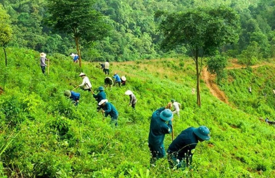 Nghệ An: Chỉ đạo thực hiện chính sách trả dịch vụ môi trường rừng và trồng rừng thay thế