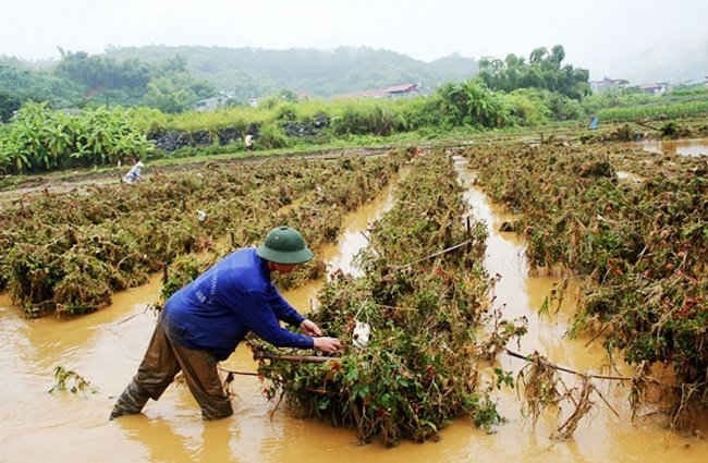 Nỗ lực vực dậy sản xuất nông nghiệp sau bão, lũ