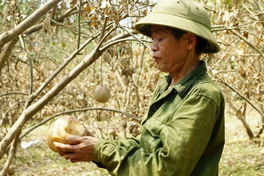 Yên Bái: Sẽ hỗ trợ người dân khôi phục sản xuất nông nghiệp